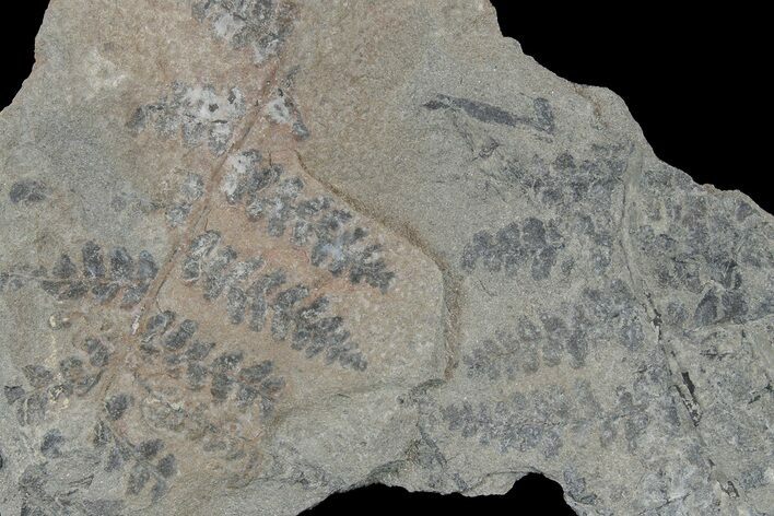 Pennsylvanian Fossil Fern (Neuropteris?) Plate - Kentucky #181375
